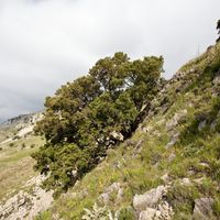 Carrasca de la Solana de les Rases