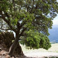 Carrasca de la Solana de les Rases