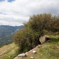 Cirerer bord de les Rases