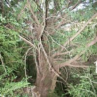 Teix de l'Enclusa