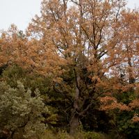 Roure de Franxo