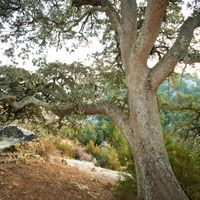 Carrasca de la Balenguera