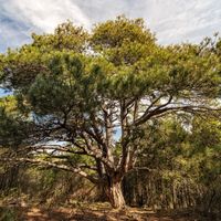 Pi de les 12 branques    