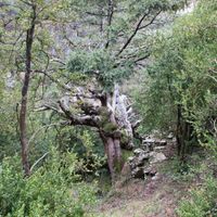 Teix dels Bassis del Caro