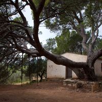 Pi de Perilló