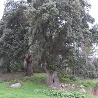 Carrasques del Mas de Nicolau