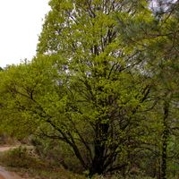 Auró de Josepó