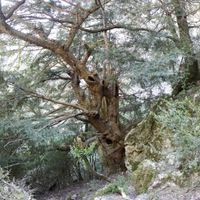 Teix del Barranc del Corb