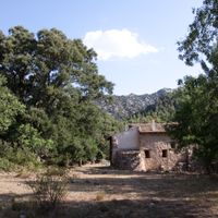 Roure i Carrasca del Mas de Pau