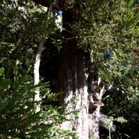 Teix de Serrassoles