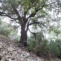 Carrasca d'Antolino