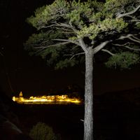 Pi de la Coveta  