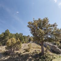 Ginebre de Marc  