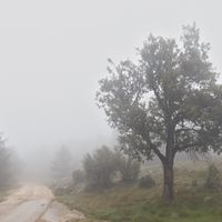 Ginebre de Marc   