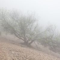 Figuera del Pegunter