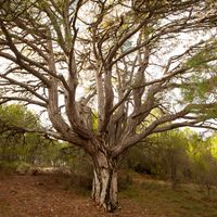 Pi de les 12 branques     