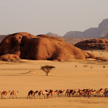 Ennedi, behind the tracks of the enigma