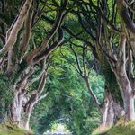 The Dark Hedges