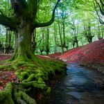 The Old Beech