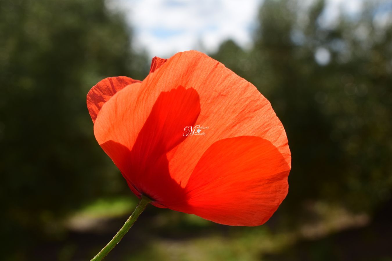 Amapola
