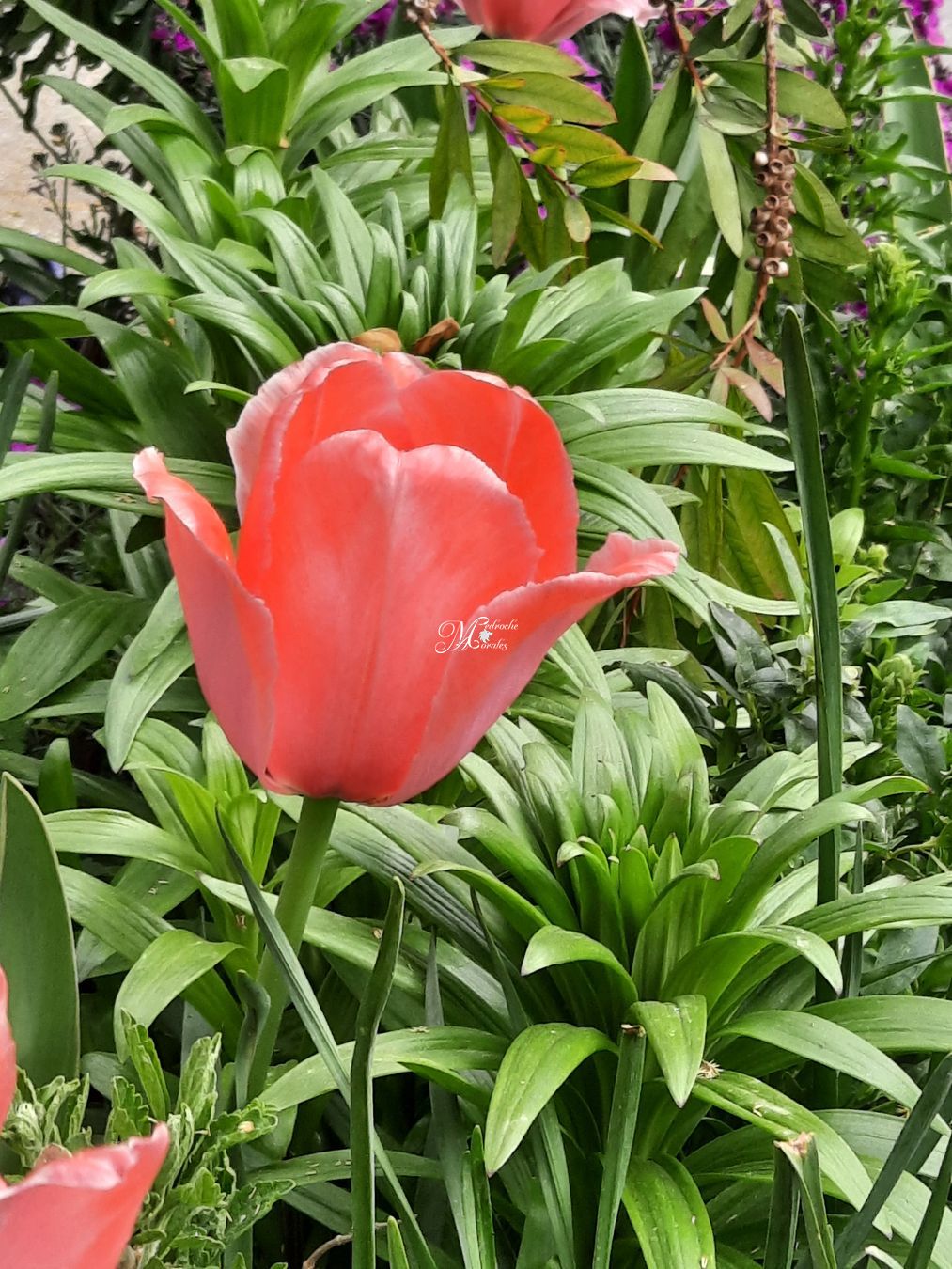 Tulipán