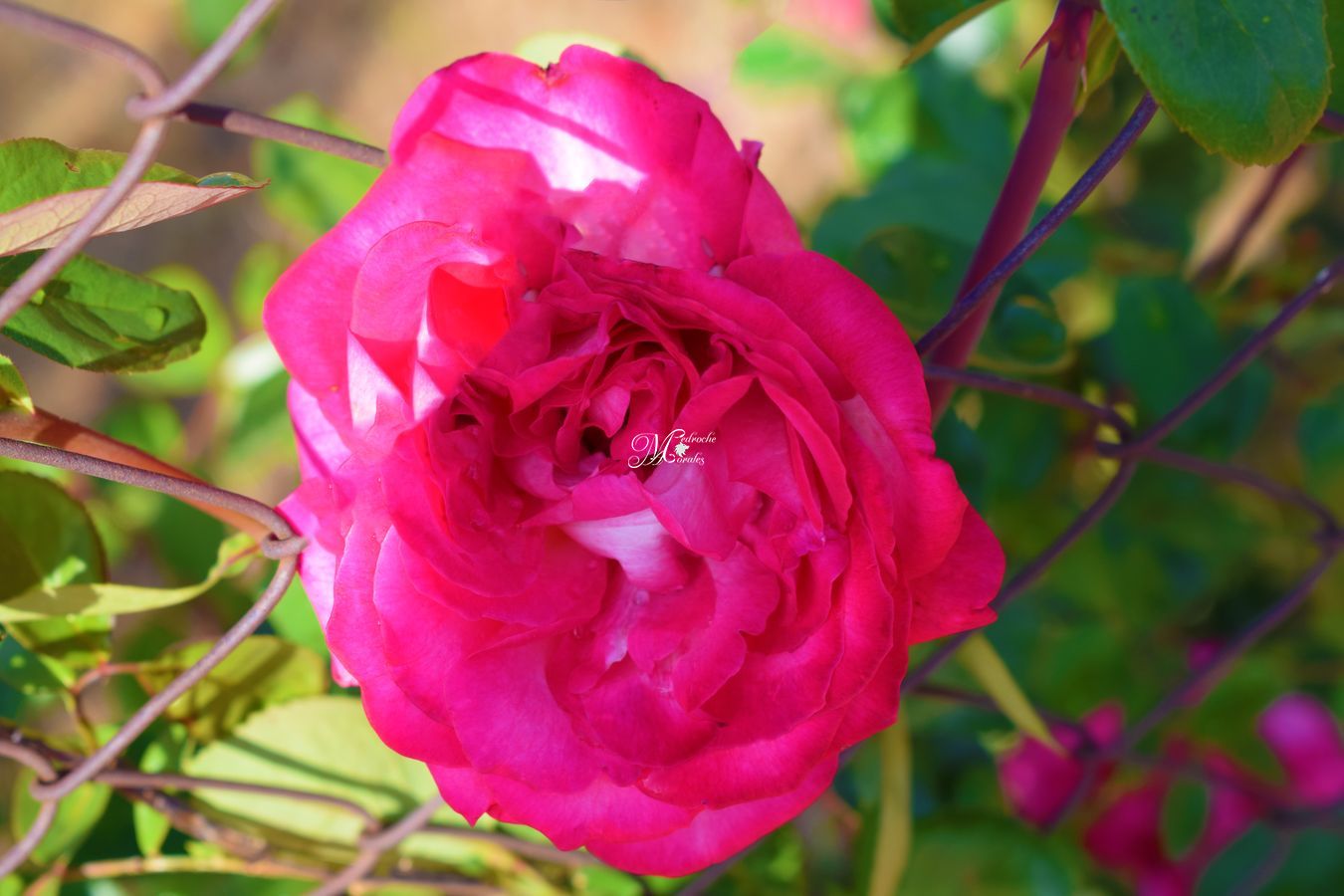 Garden roses
