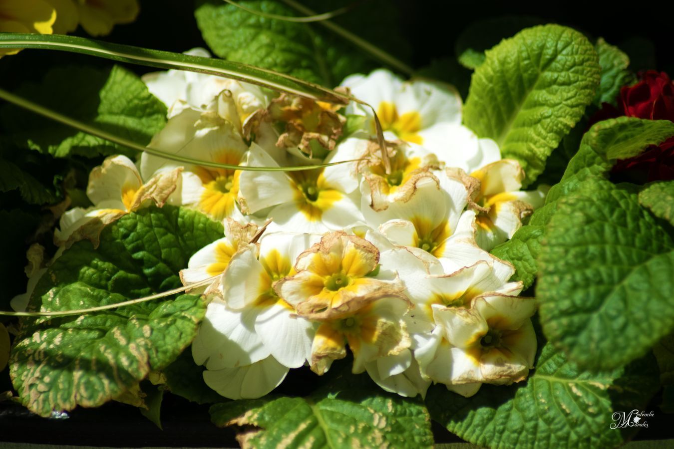 Primula Acaulis