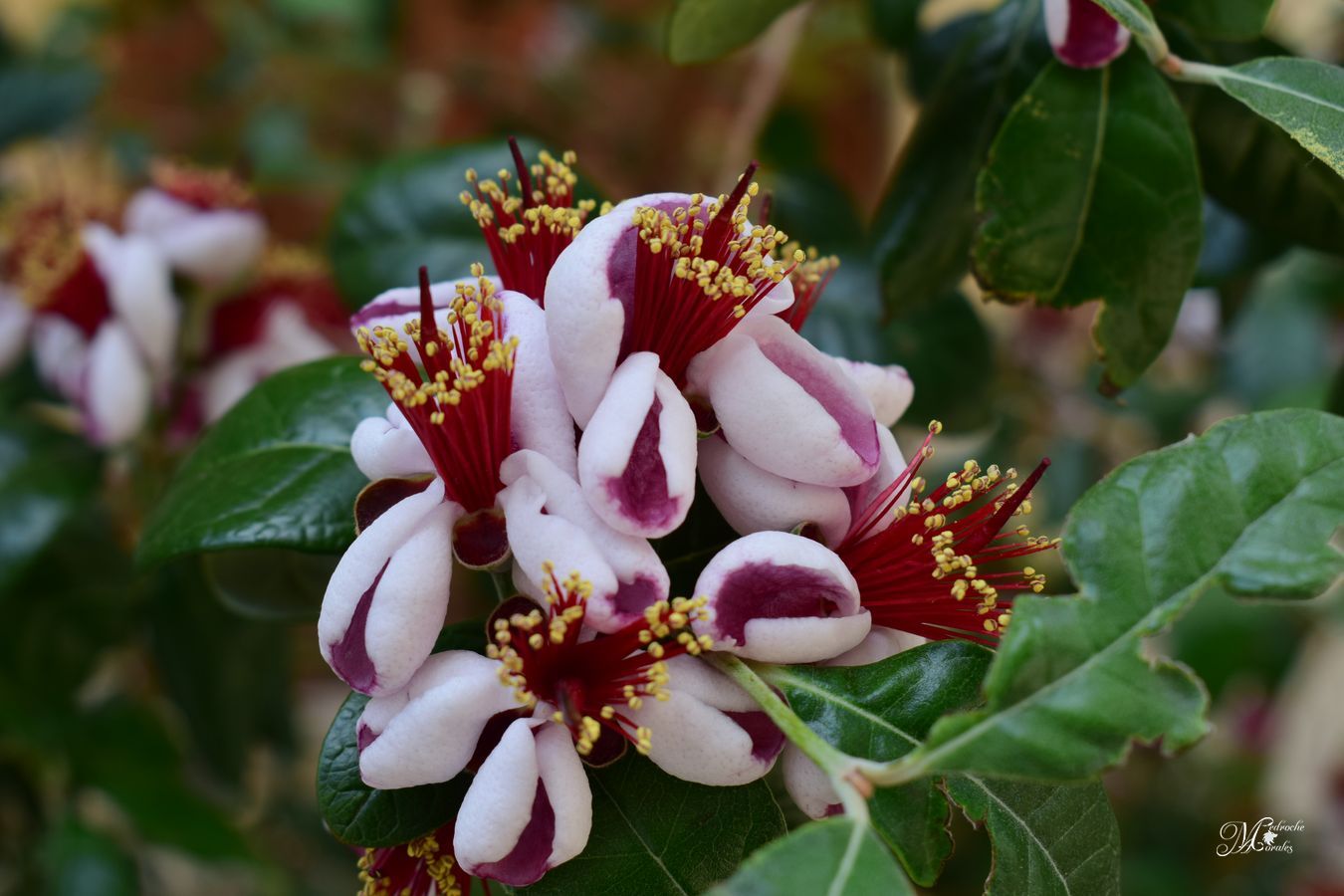 Guayabo. Acca sellowiana