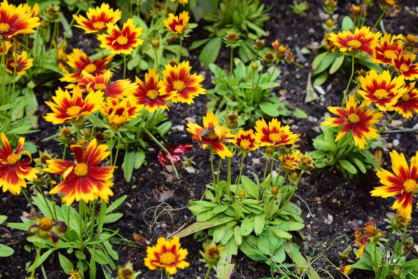 Gaillardia