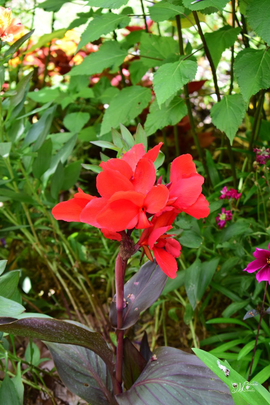 Caña del Perú. Canna indica