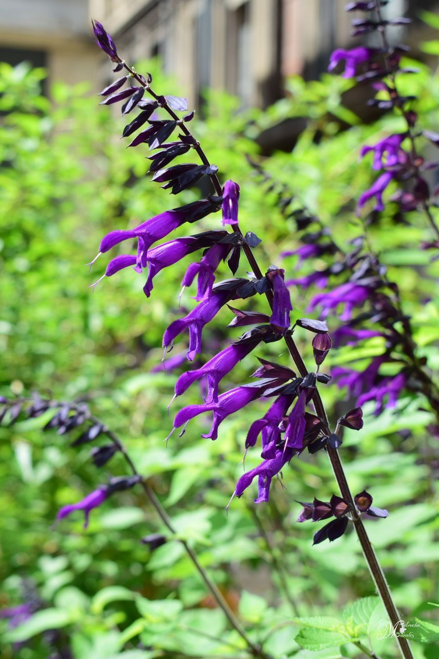 Salvia guaranitica