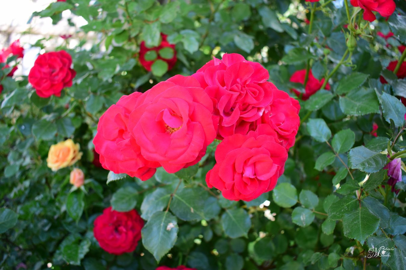 Rosas rojas