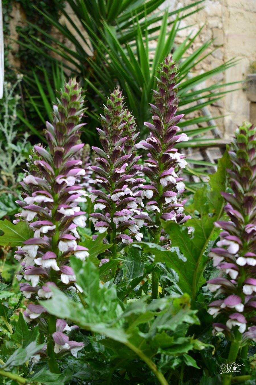 Acanto. Acanthus mollis