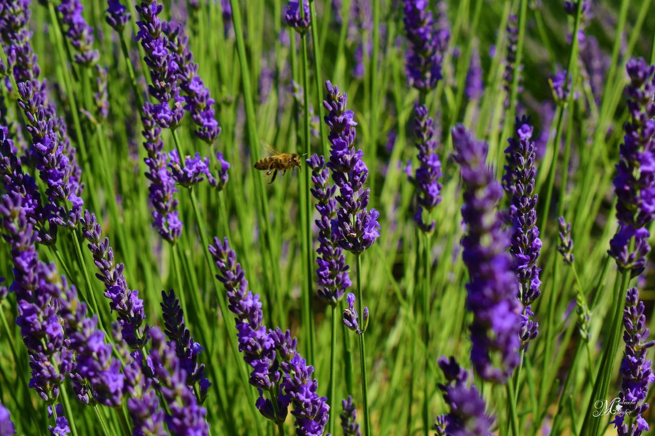 Apis mellifera