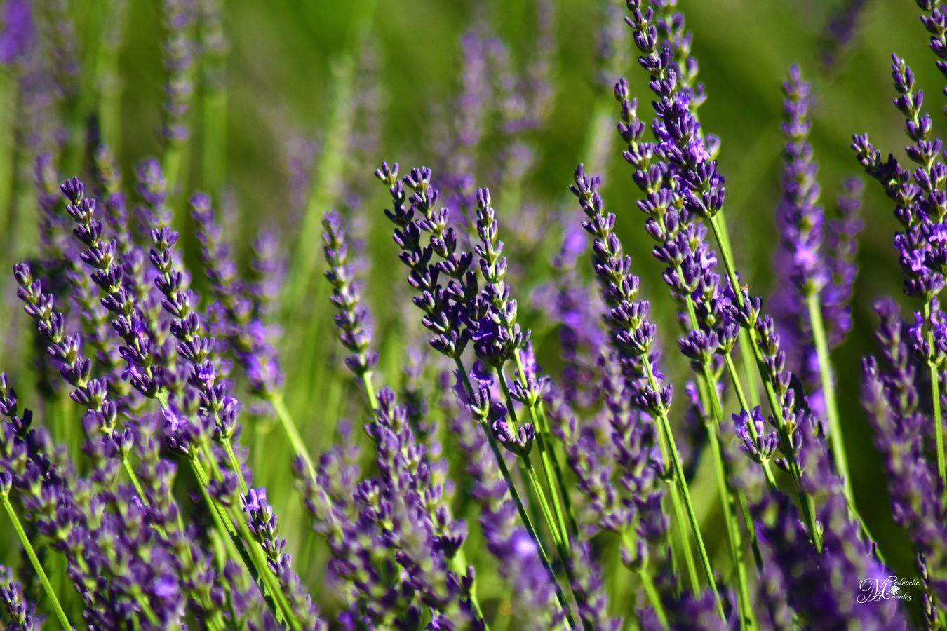 Lavanda