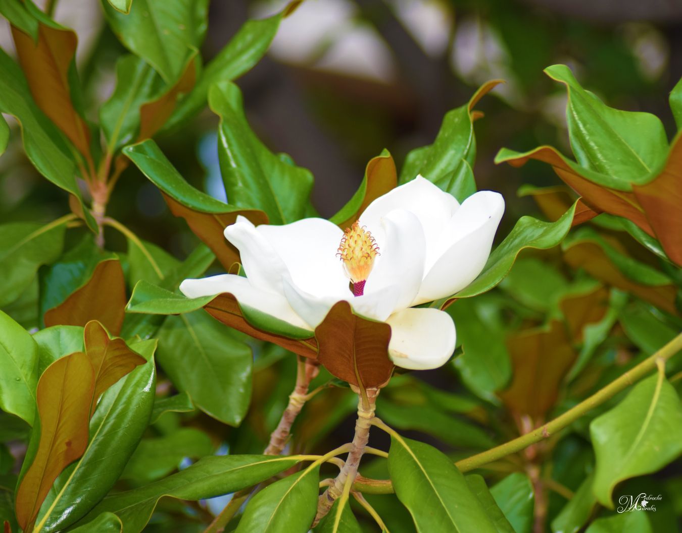 Magnolia grandiflora