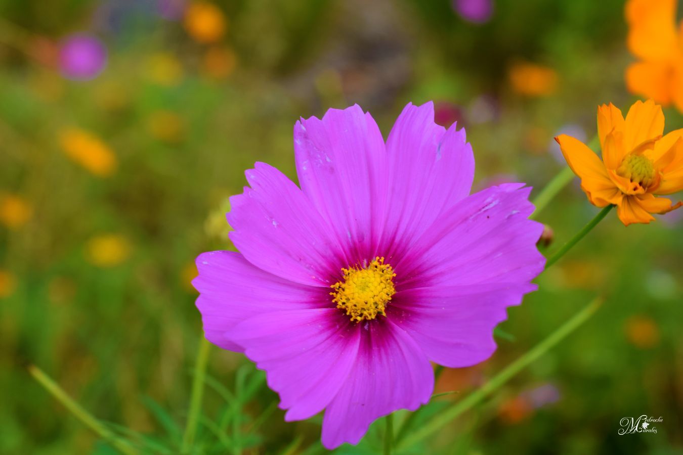 Cosmos bipinnatus