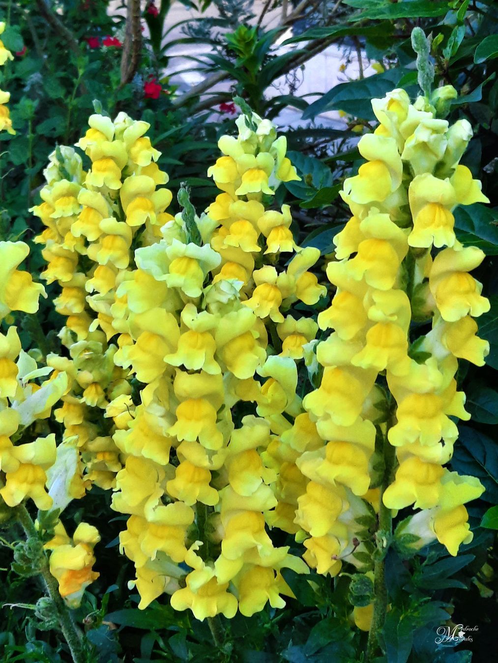 Boca de dragón. Antirrhinum majus