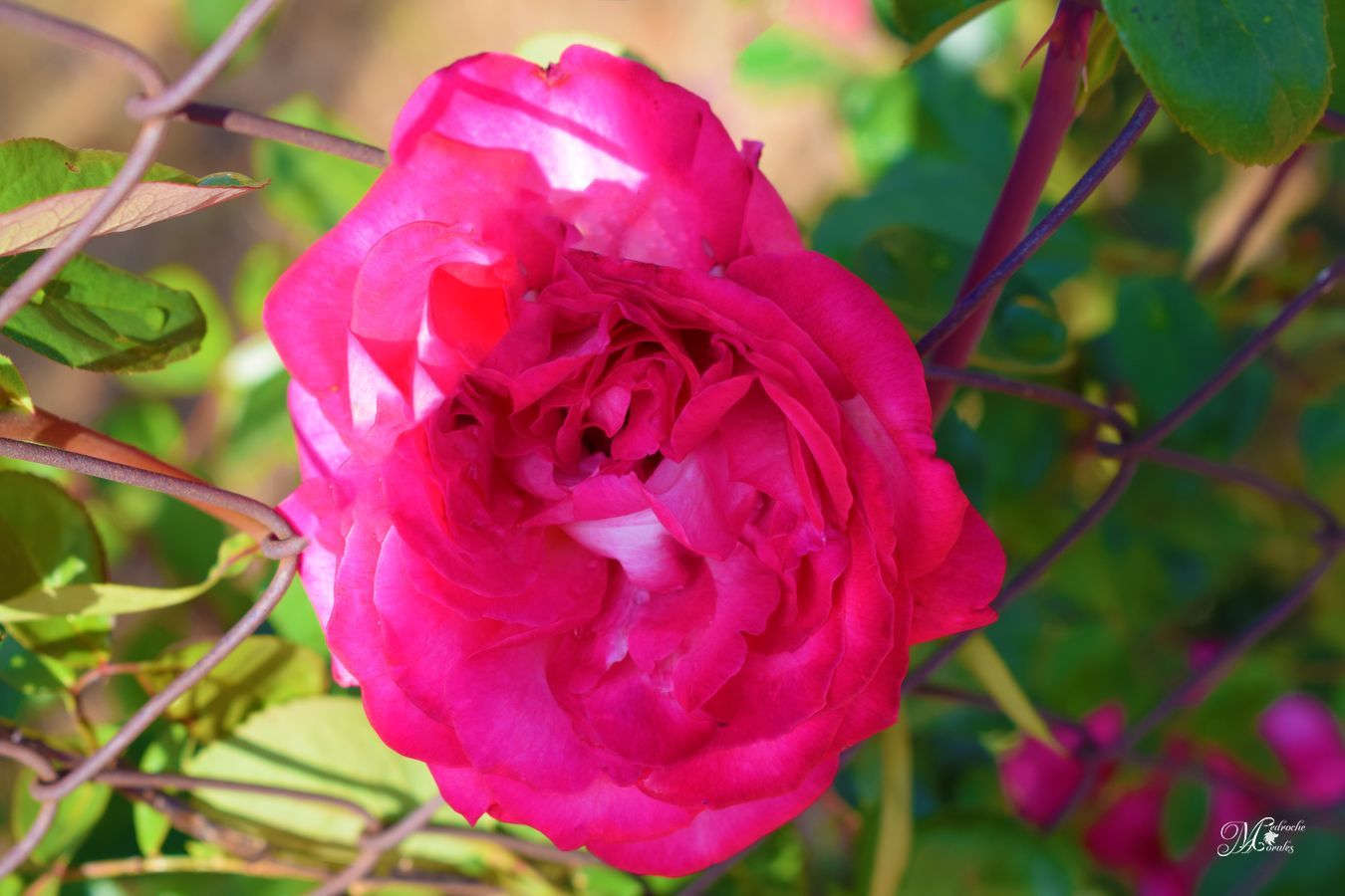 Garden roses