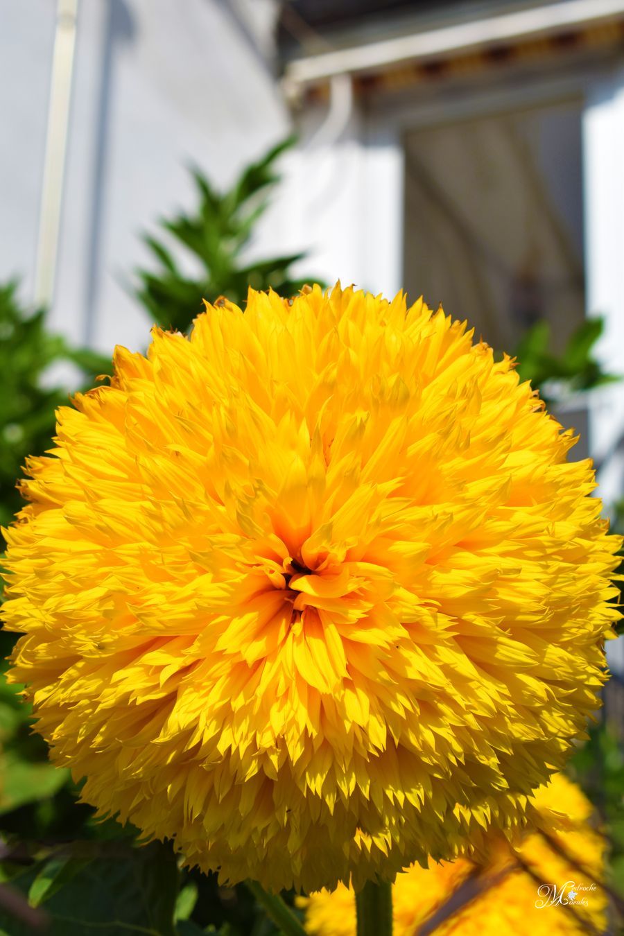 Tagetes erecta