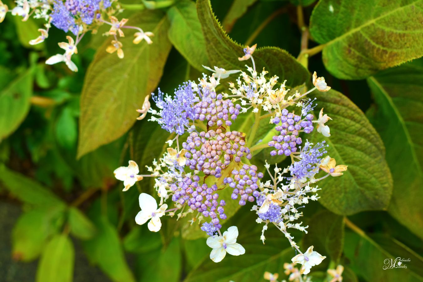 Hydrangea involucrata