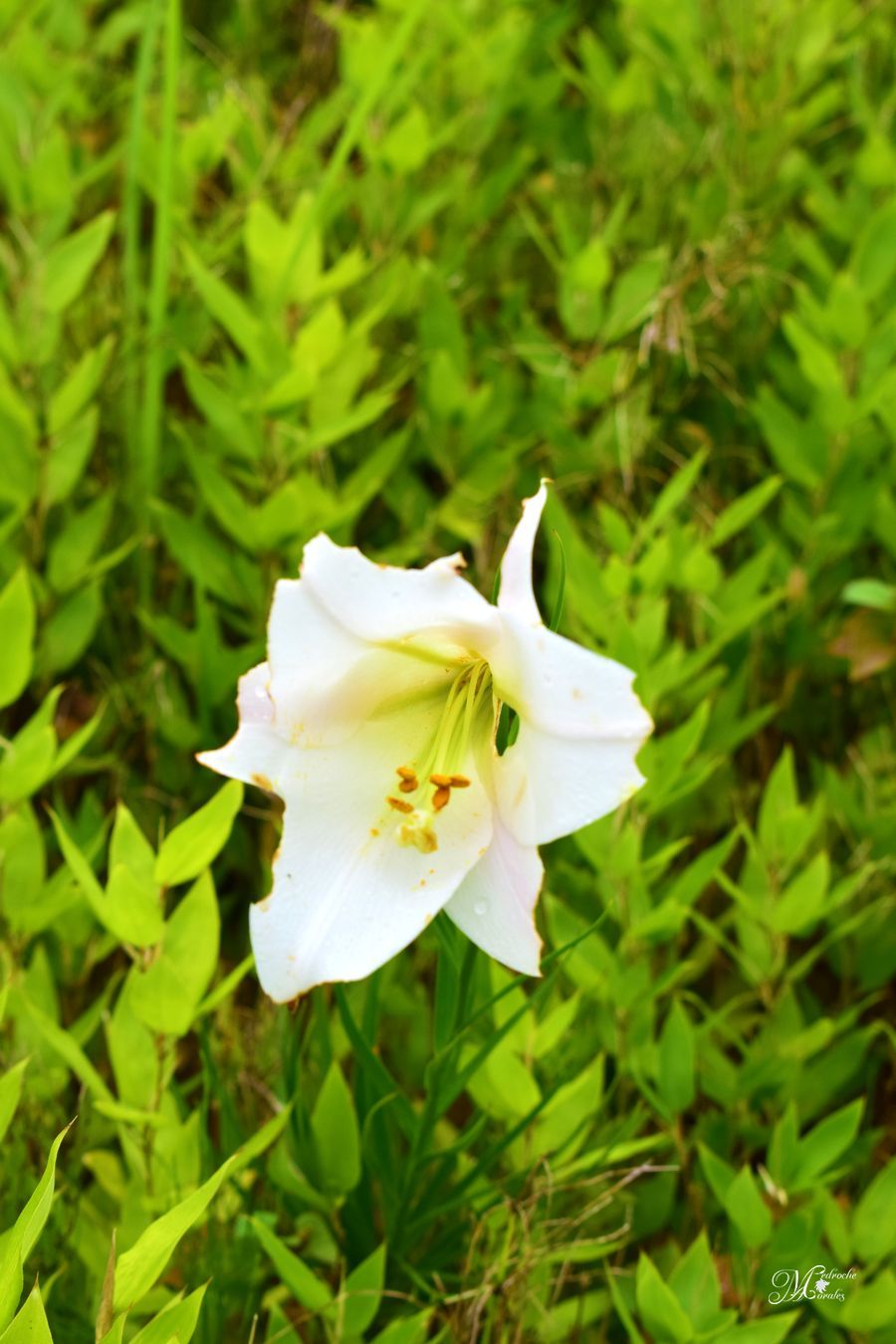 Lilium longiflorum