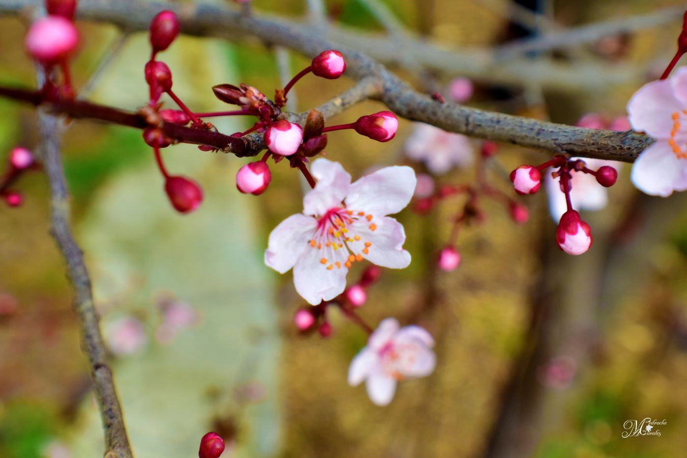 Prunus mume