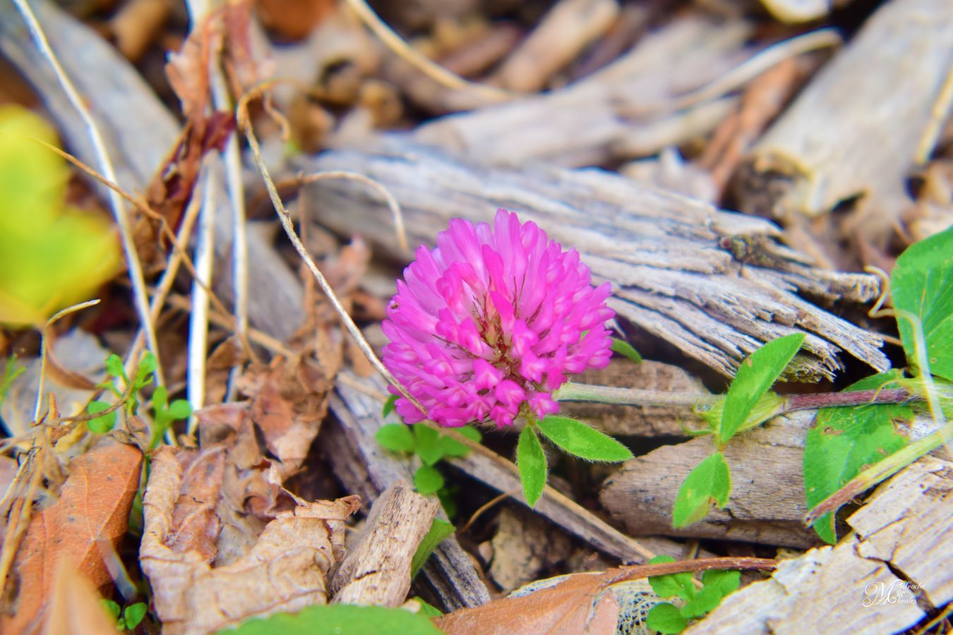 Trifolium pratense