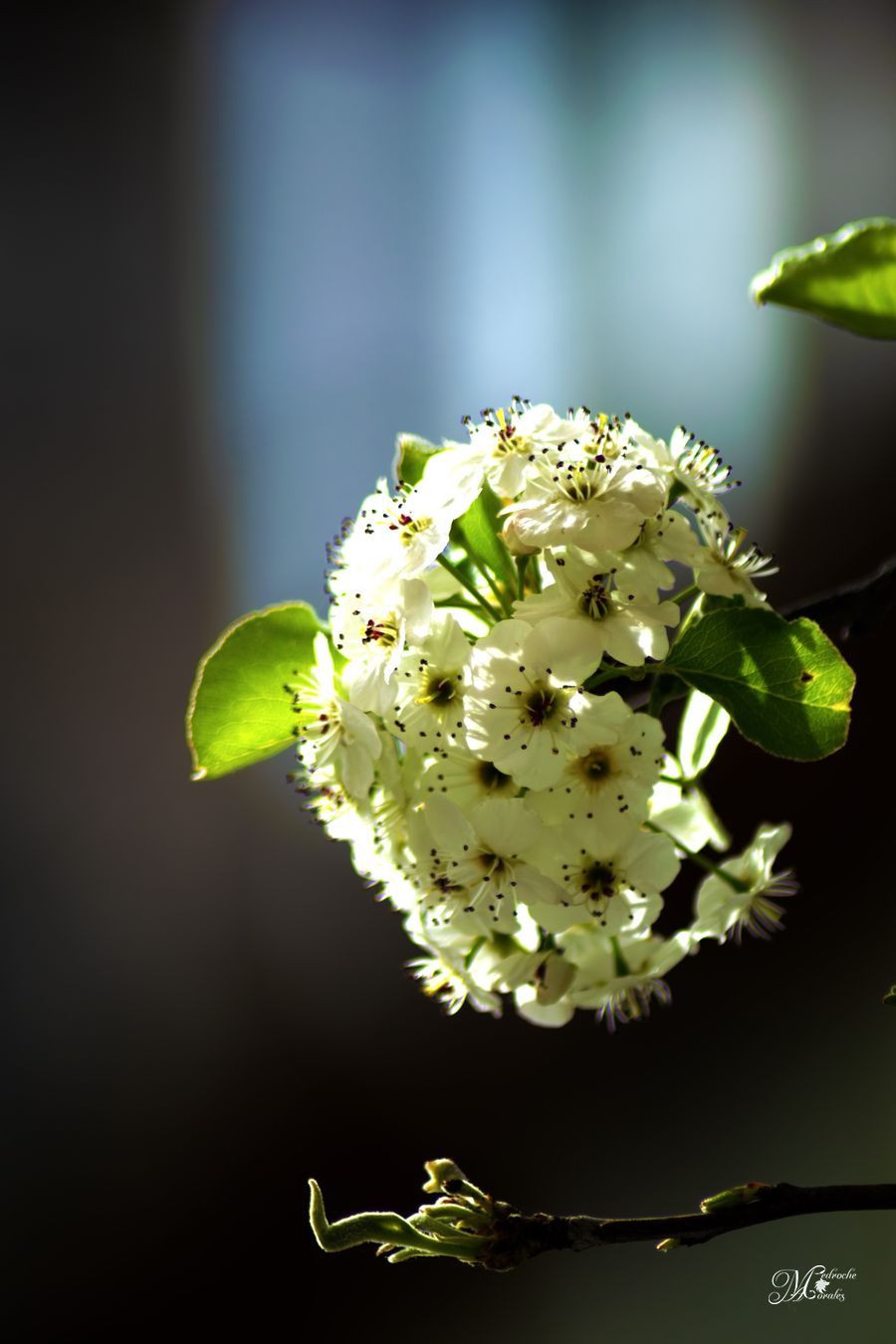 Pyrus calleryana