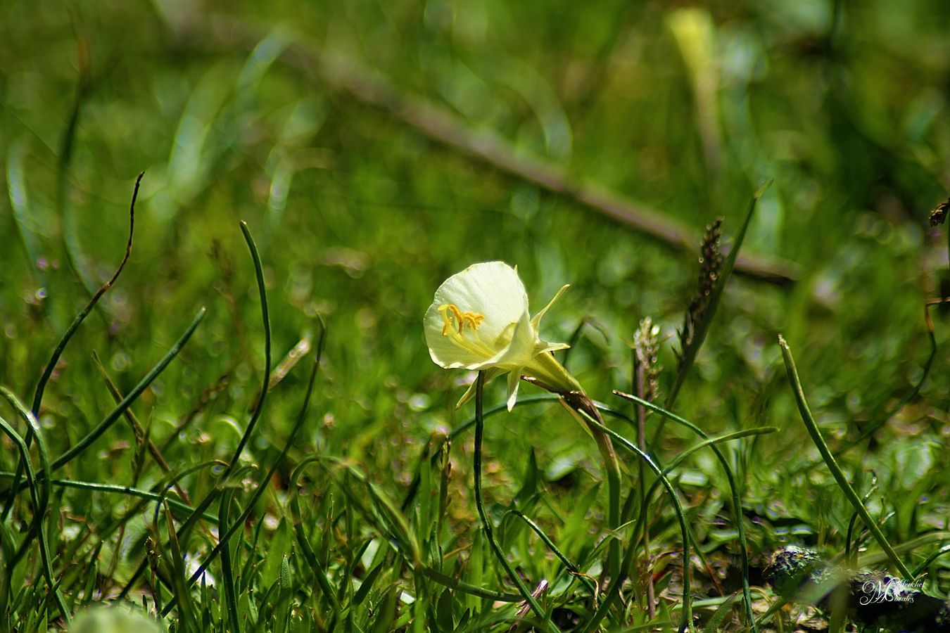 Narcissus bulbocodium L.