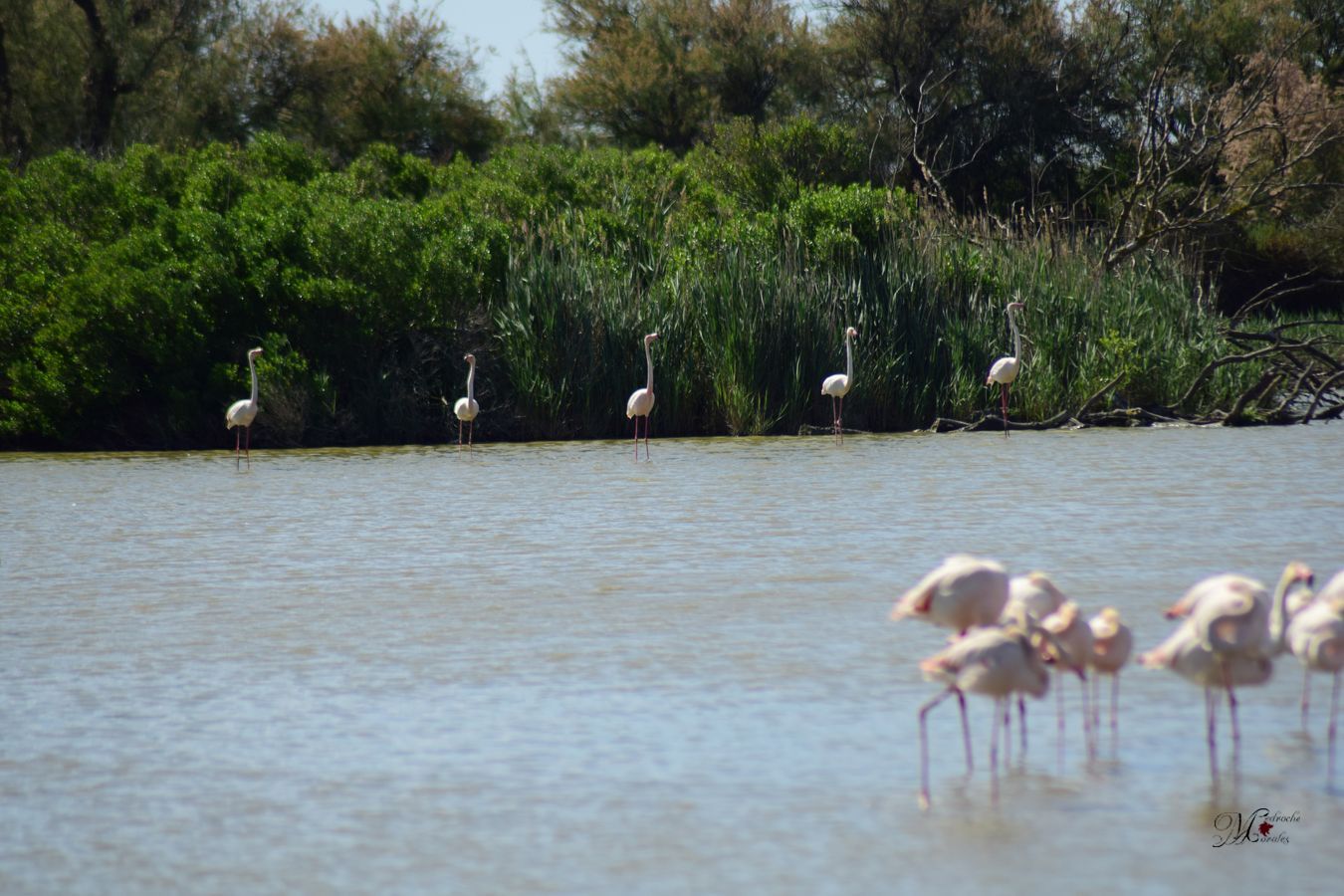 Flamenco rosa. Phoenicopterus 