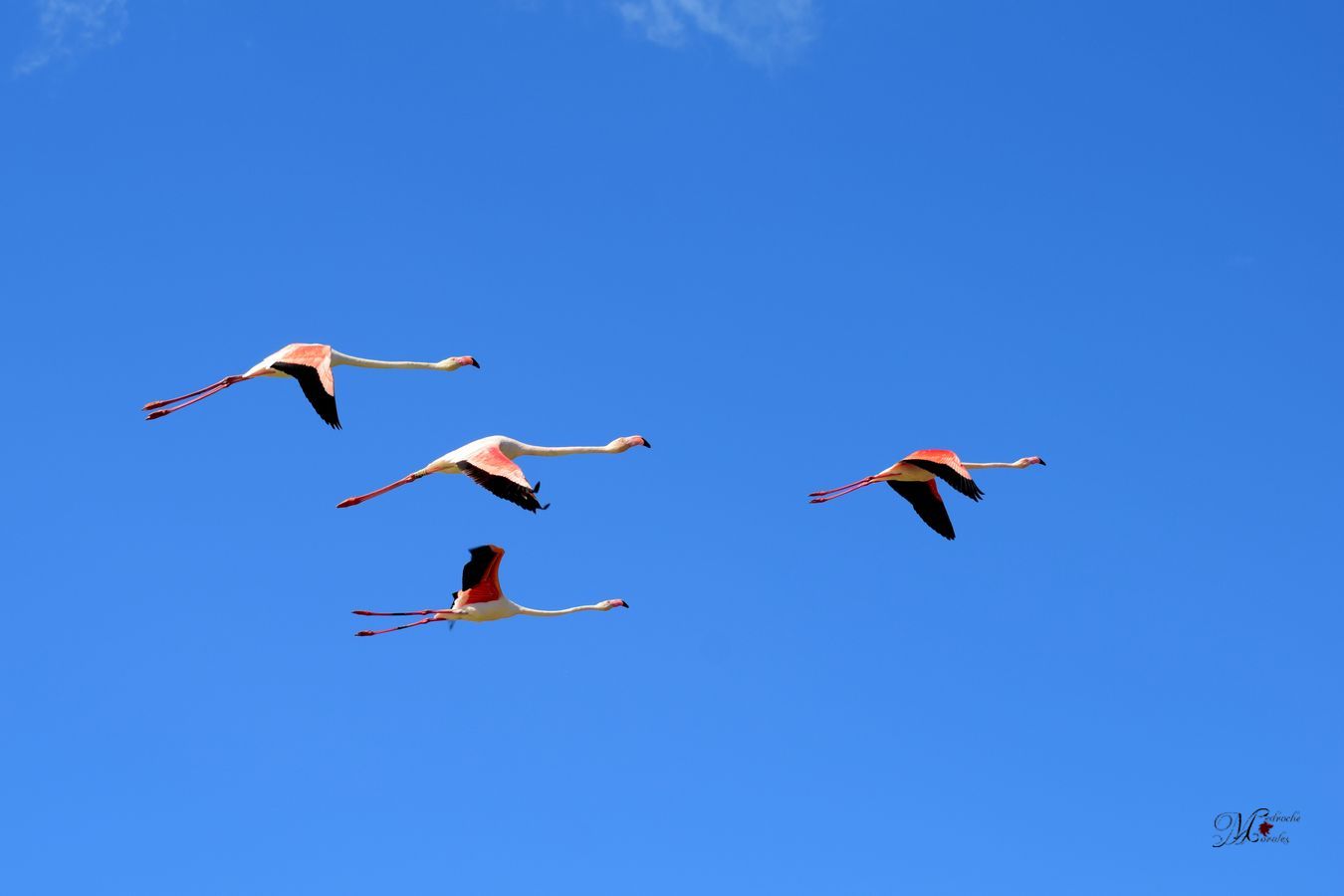 Flamecos rosas en vuelo