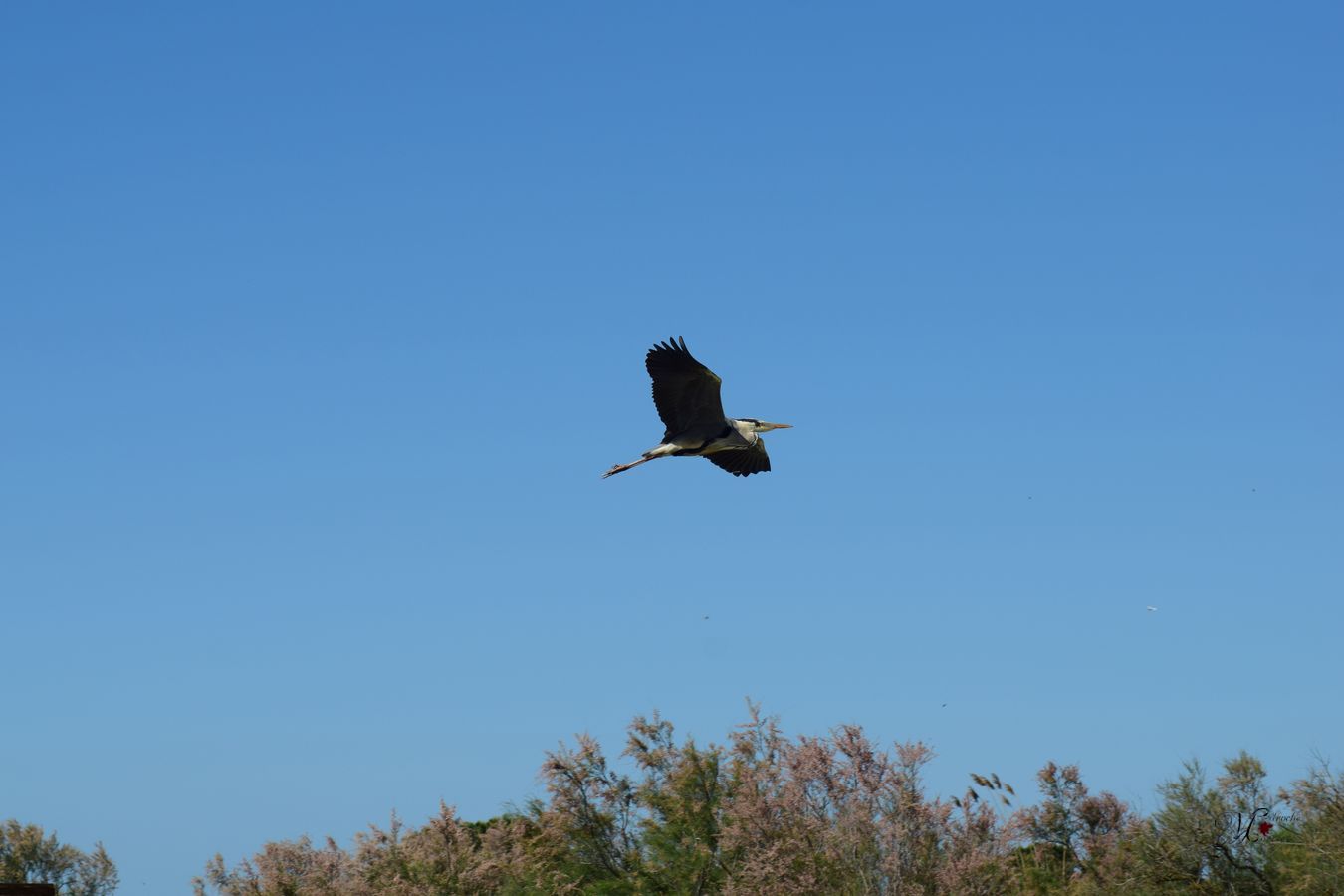 Garza real en  vuelo