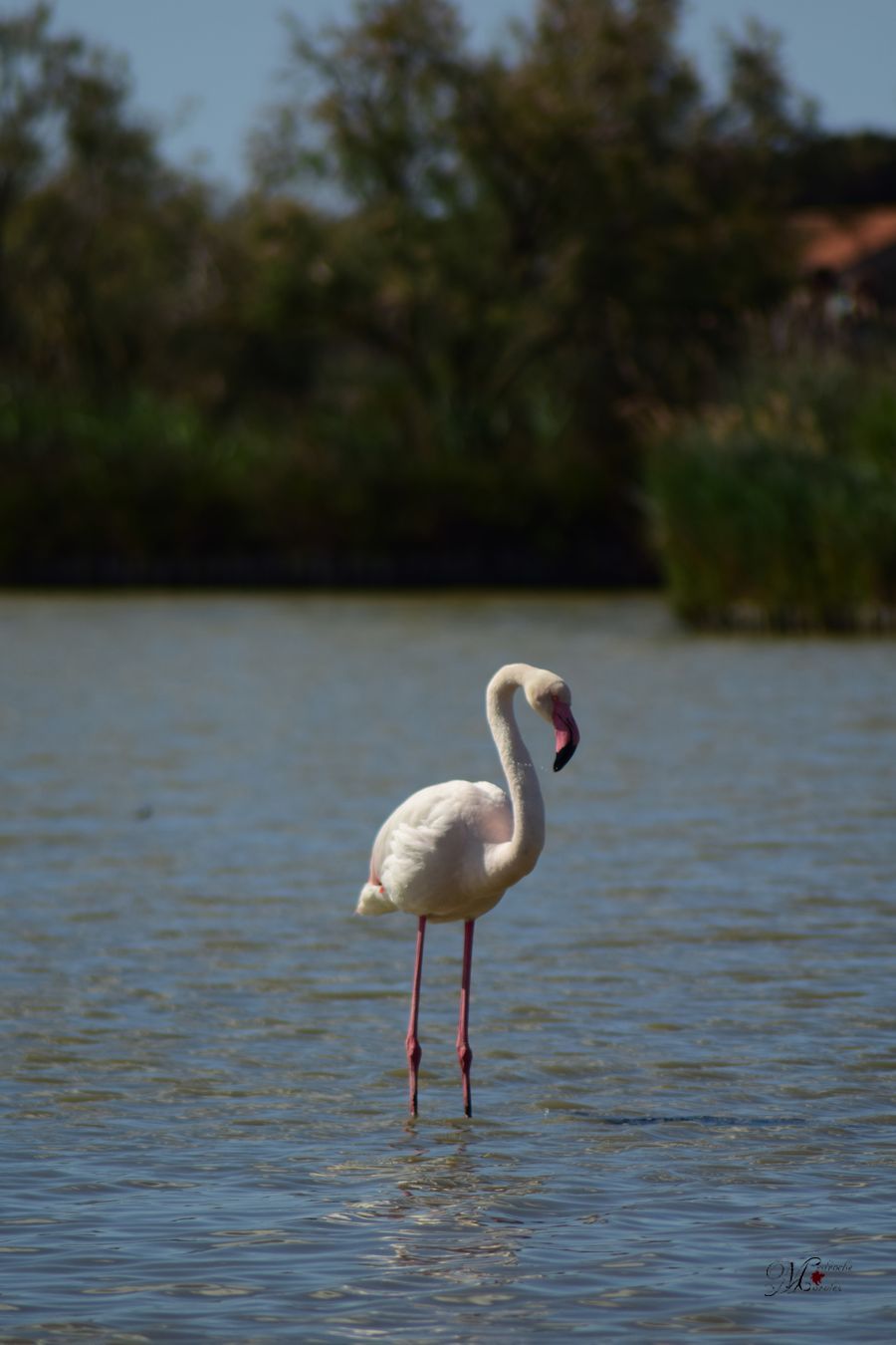  Phoenicopterus